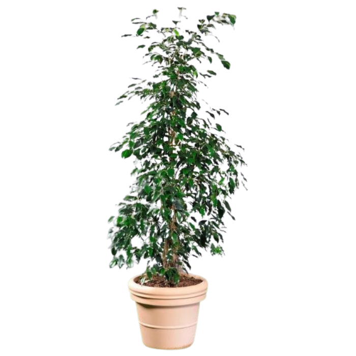 Ficus Benjamina hauteur 1,40/1,60 m