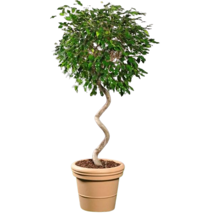 Ficus Boule hauteur 1,80/2,00 m